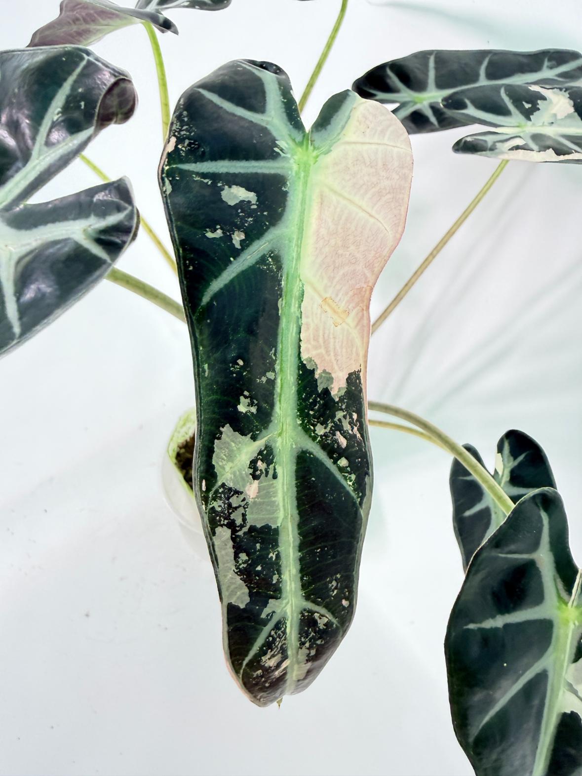 Alocasia Bambino Variegata Pink 04