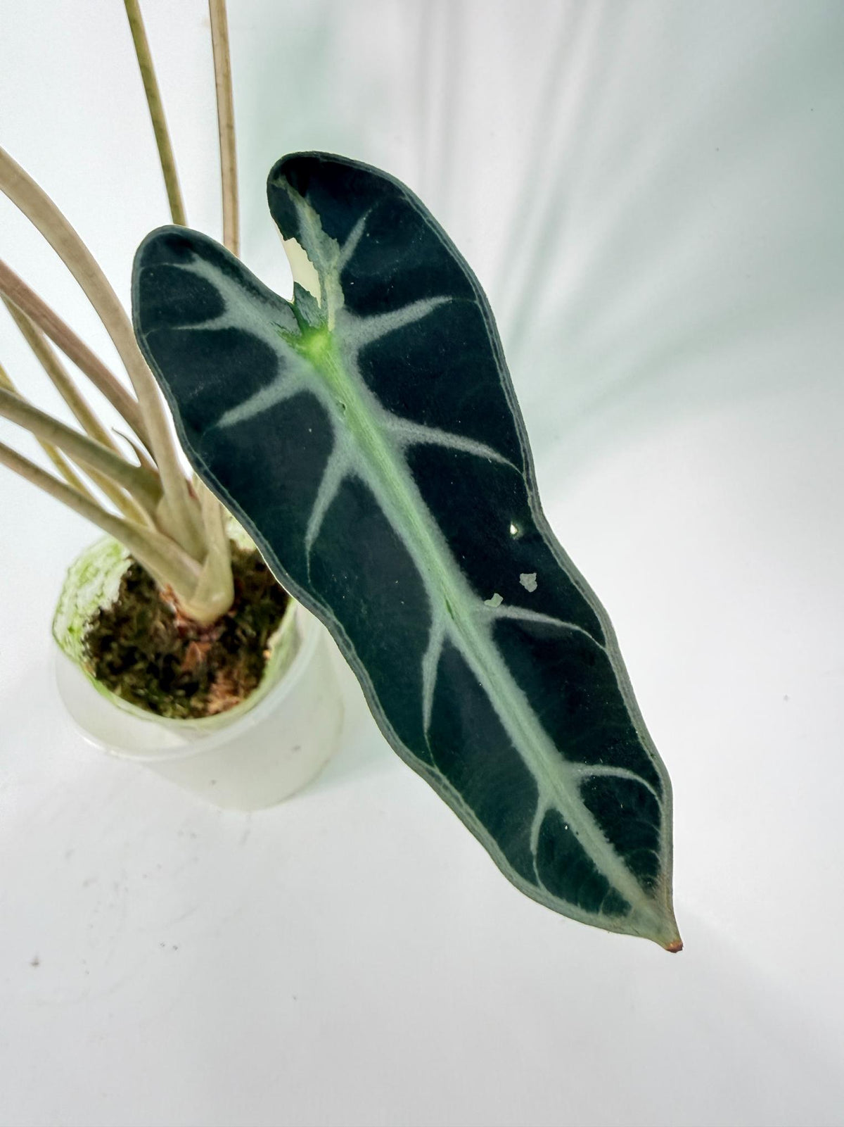 Alocasia Bambino Variegata Pink 05