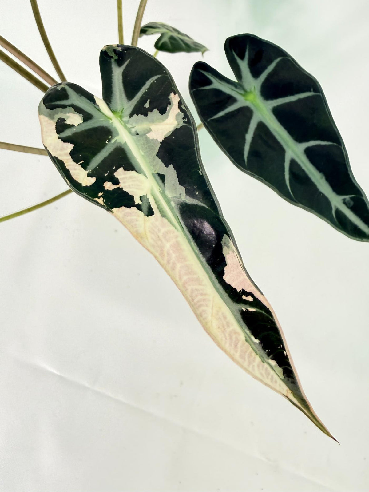 Alocasia Bambino Variegata Pink 06