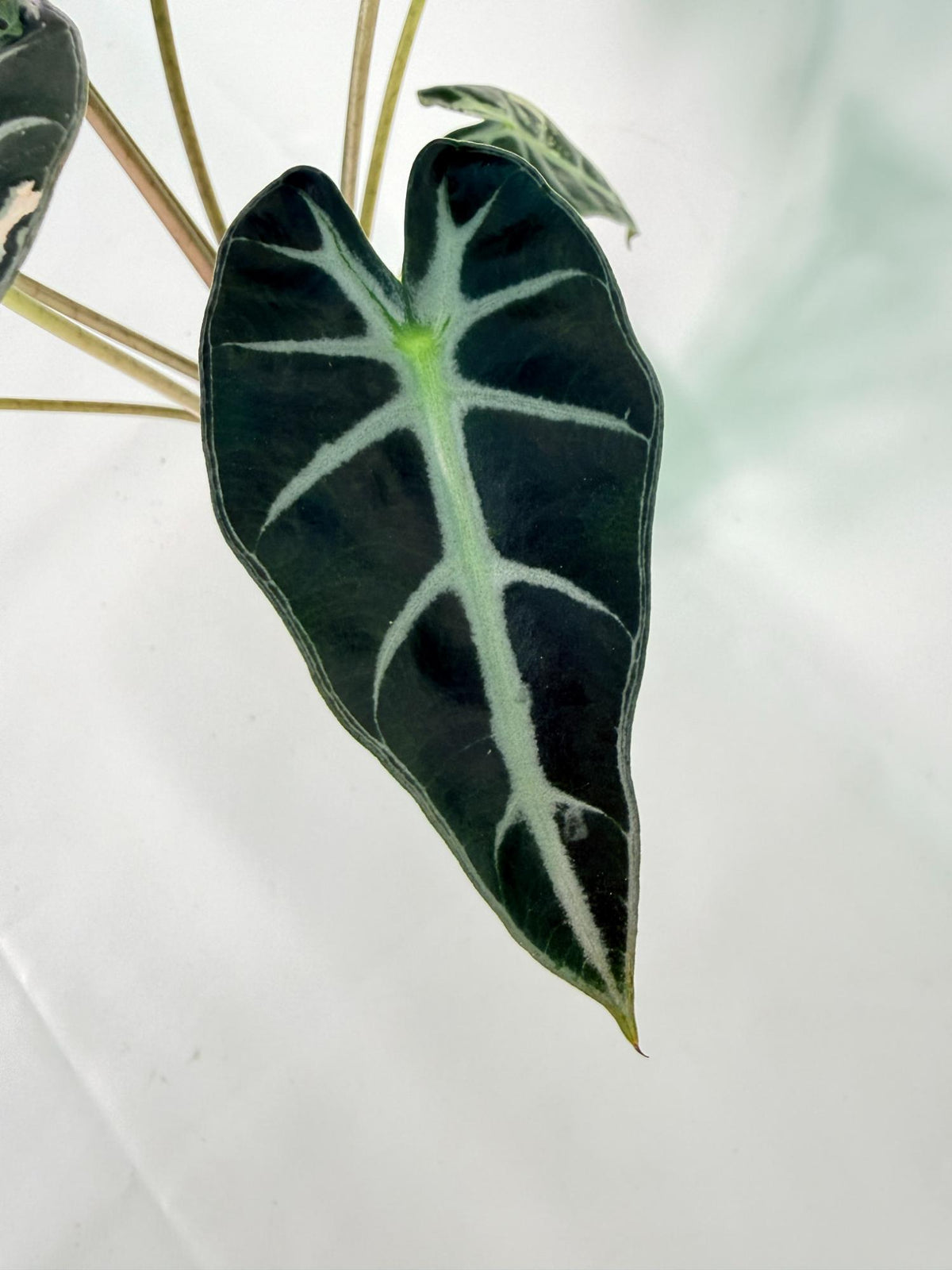Alocasia Bambino Variegata Pink 07