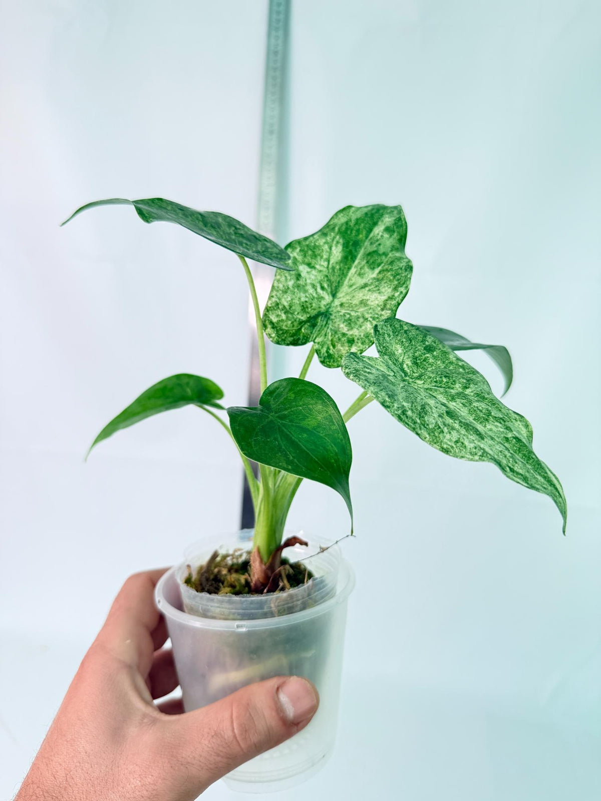 Alocasia Cucullata Mint Variegata 3