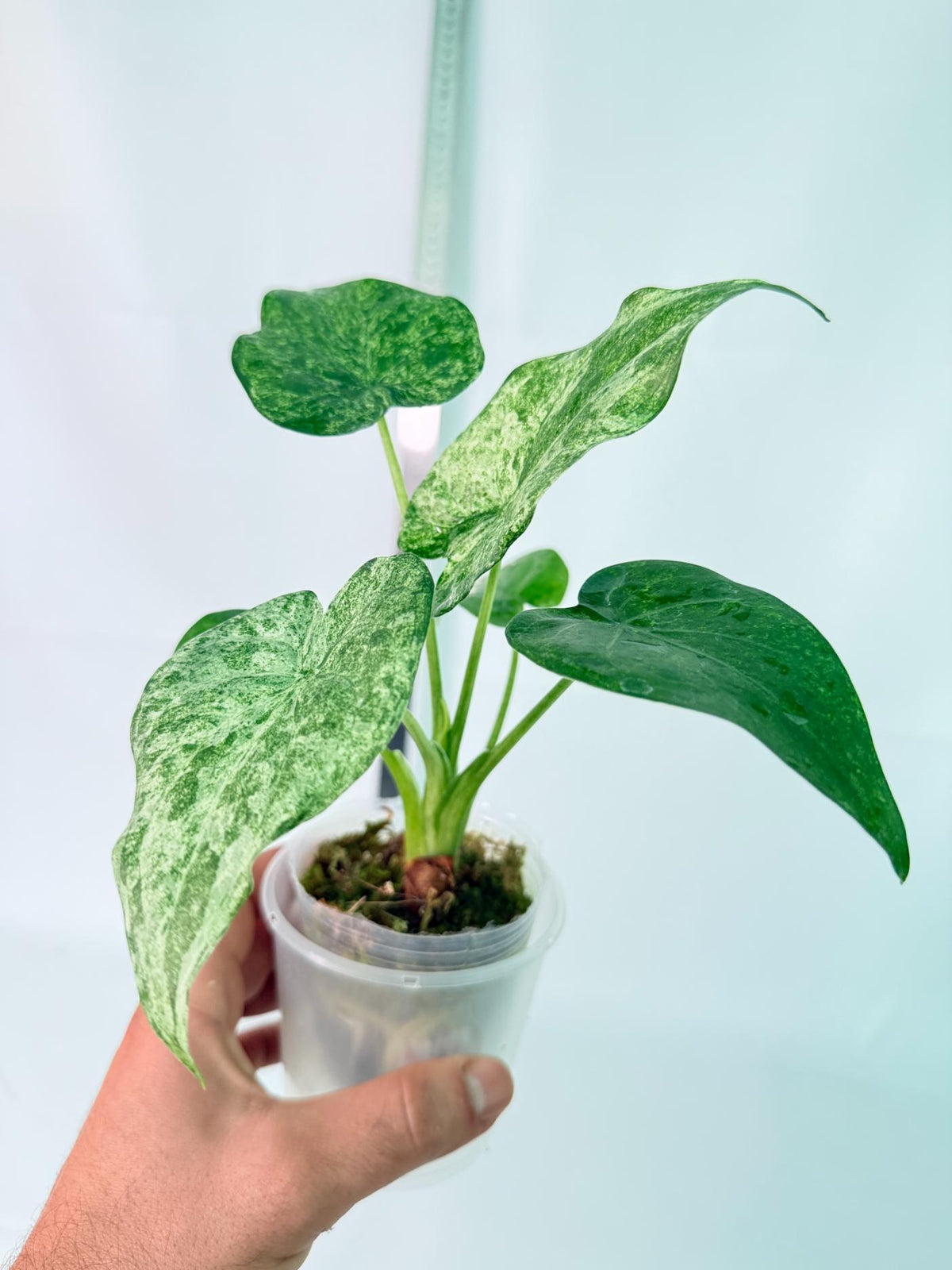 Alocasia Cucullata Mint Variegata 9