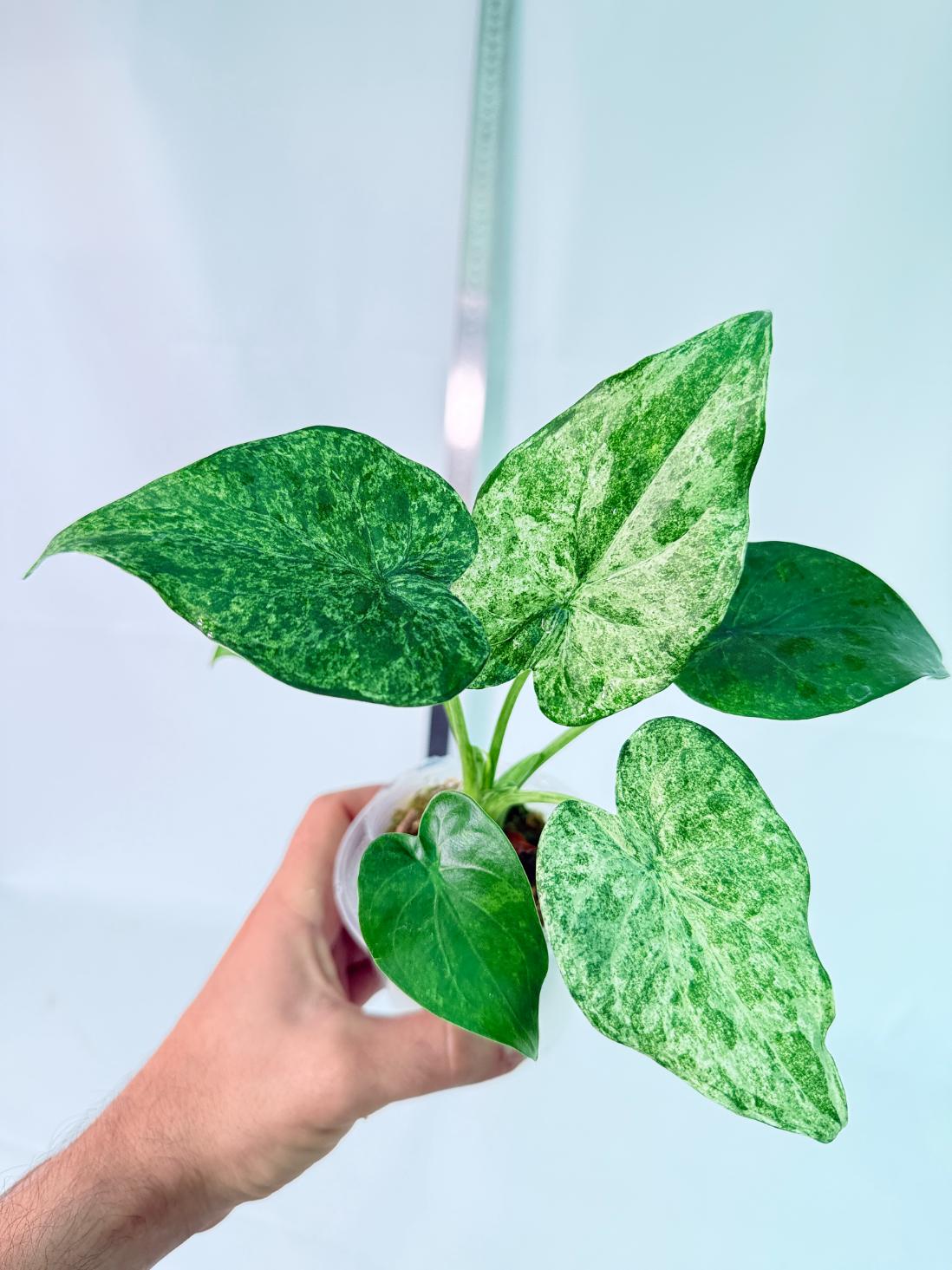 Alocasia Cucullata Mint Variegata 10
