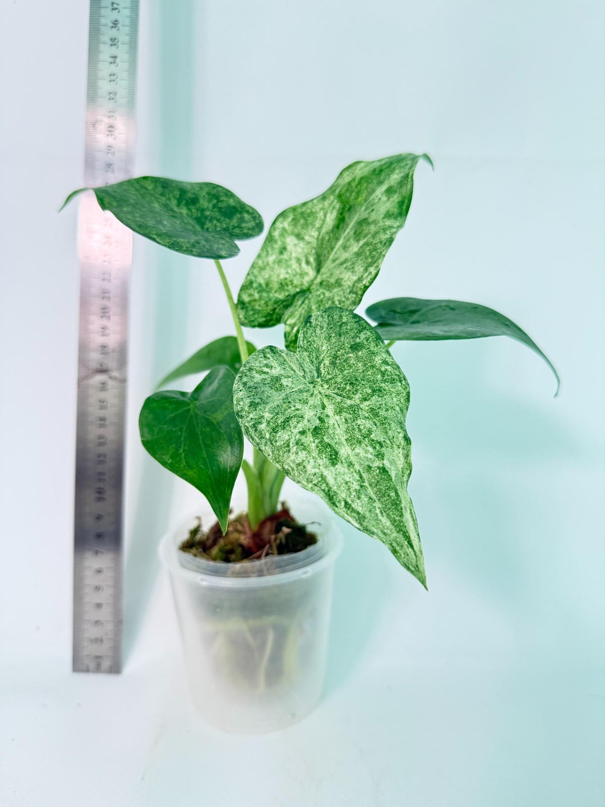 Alocasia Cucullata Mint Variegata 4