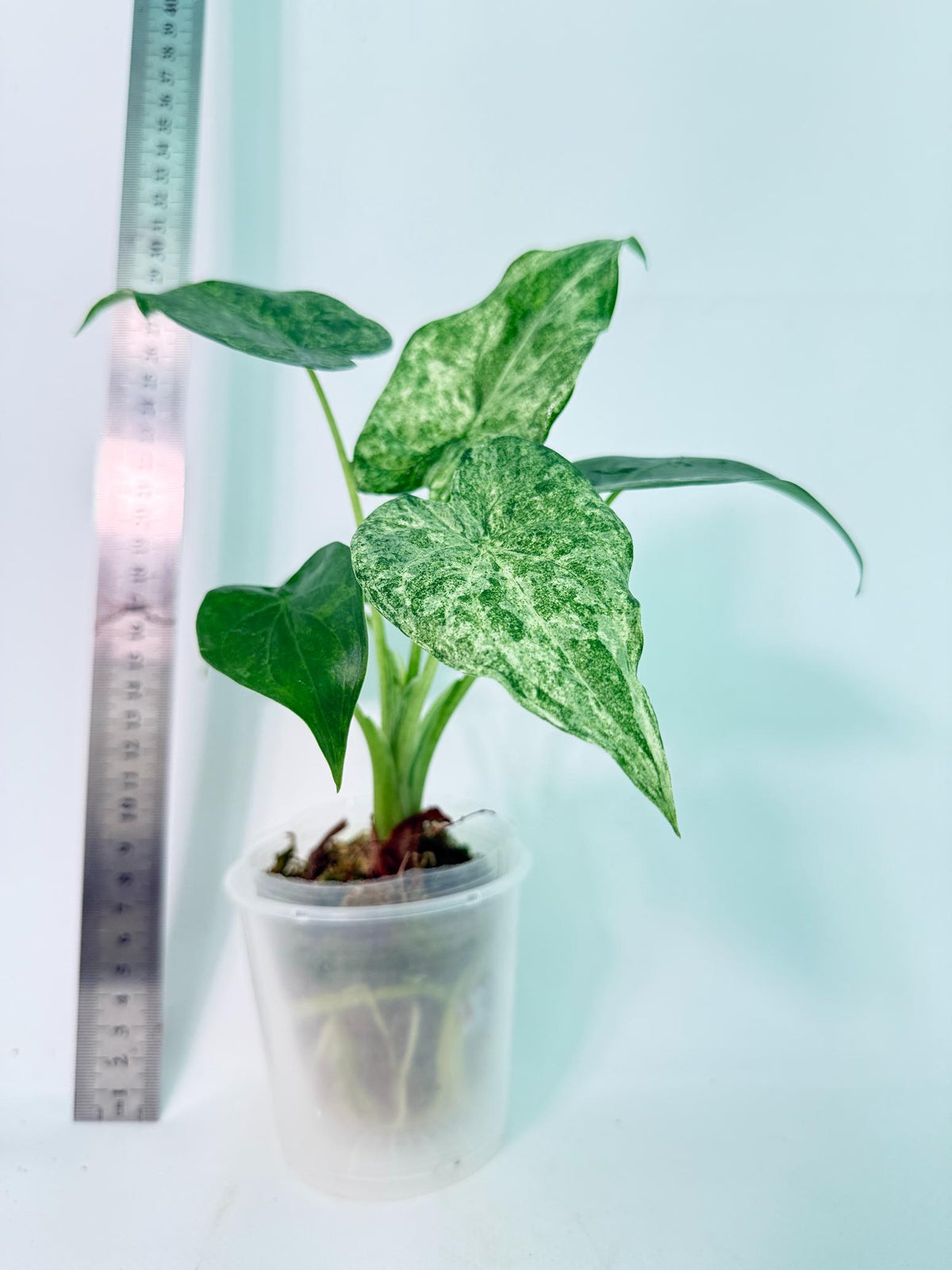 Alocasia Cucullata Mint Variegata 5