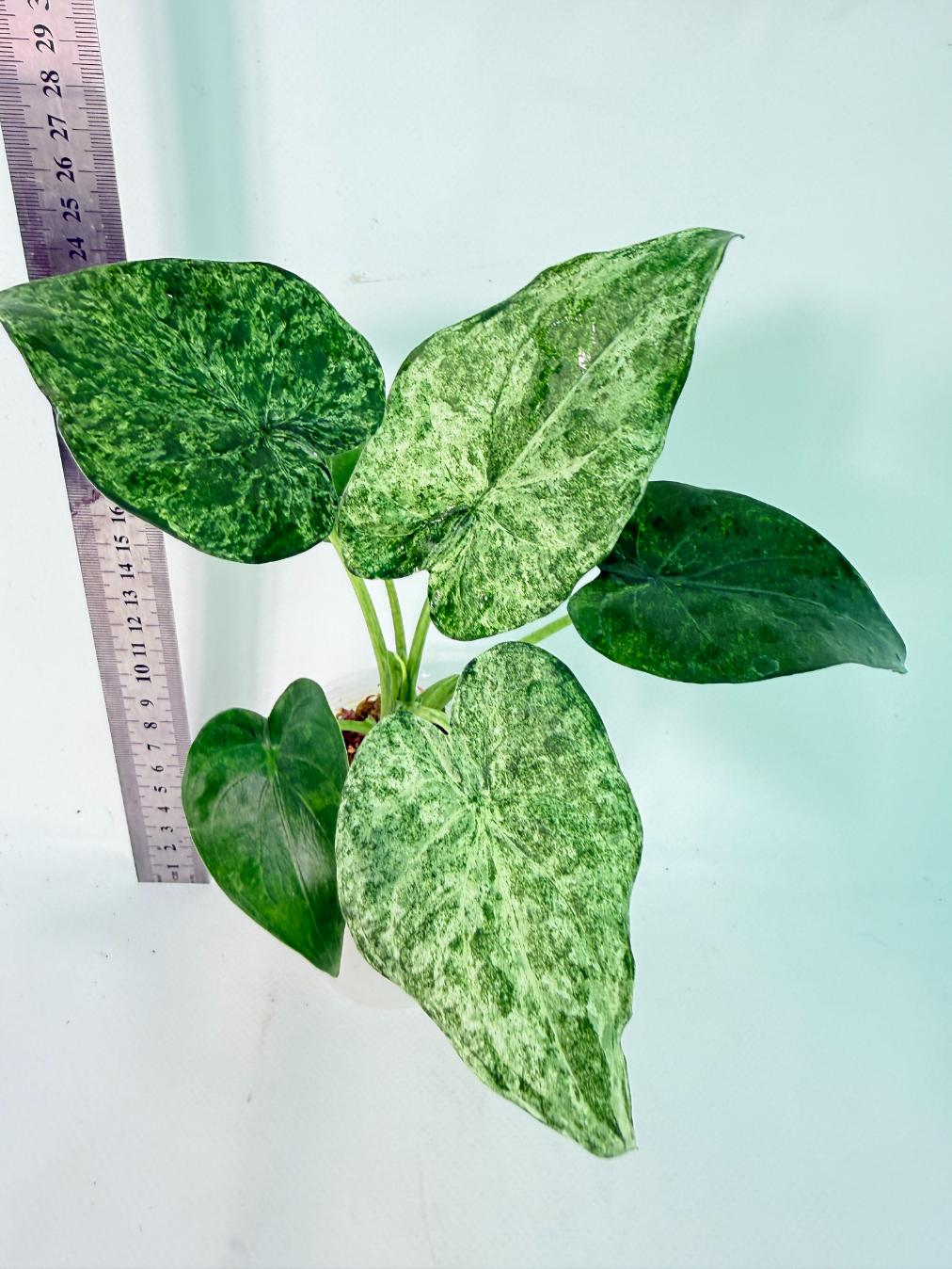 Alocasia Cucullata Mint Variegata 1