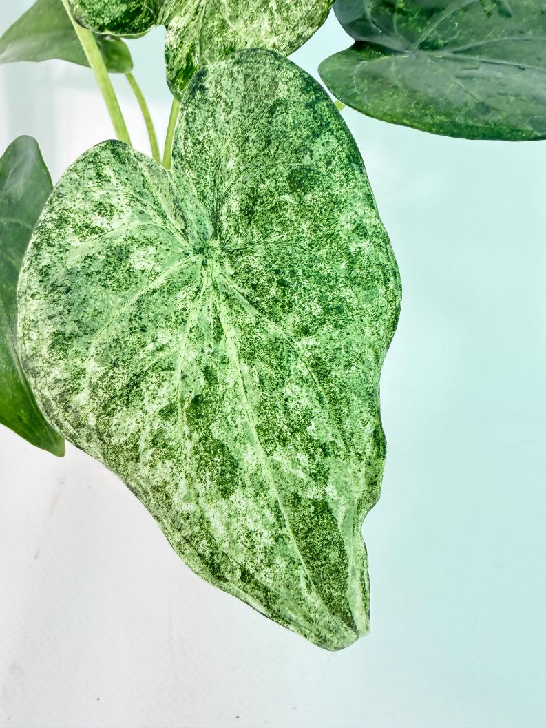 Alocasia Cucullata Mint Variegata 2