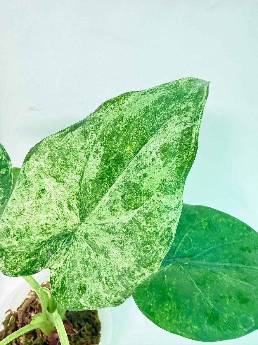 Alocasia Cucullata Mint Variegata 6