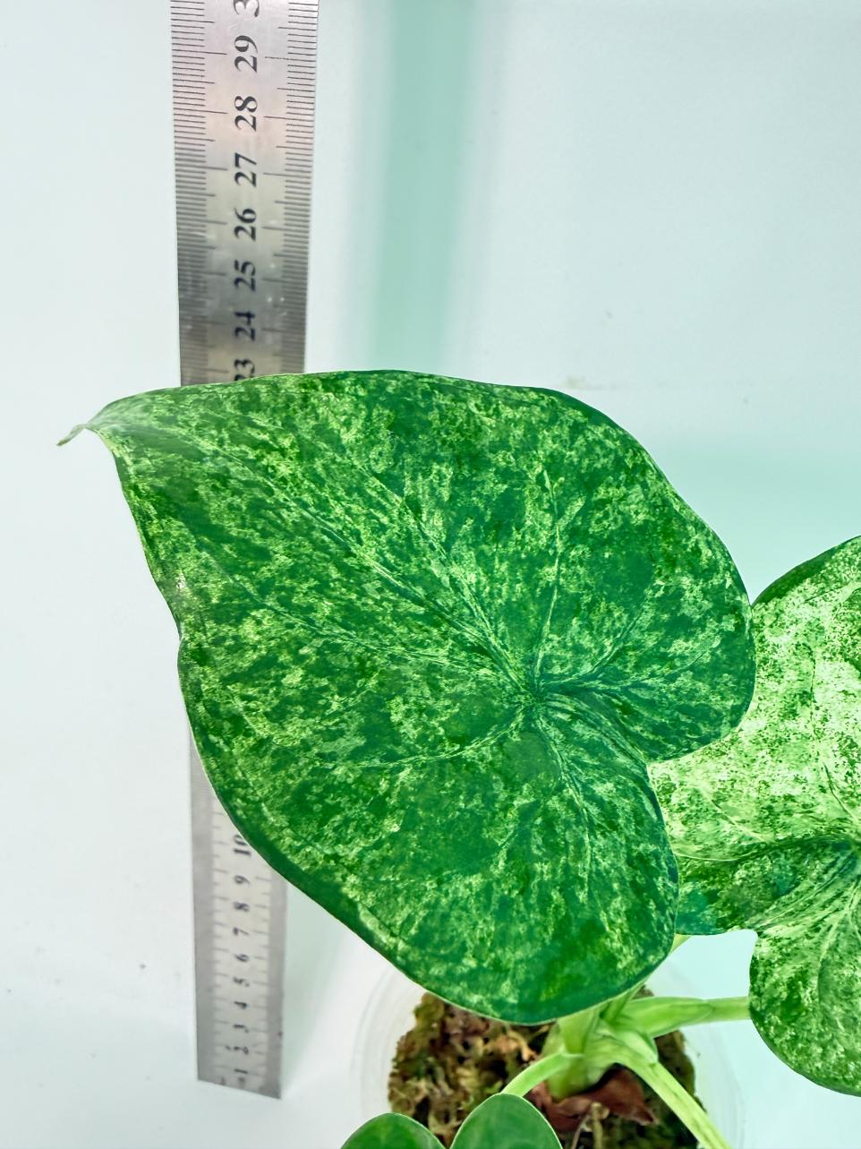 Alocasia Cucullata Mint Variegata 7