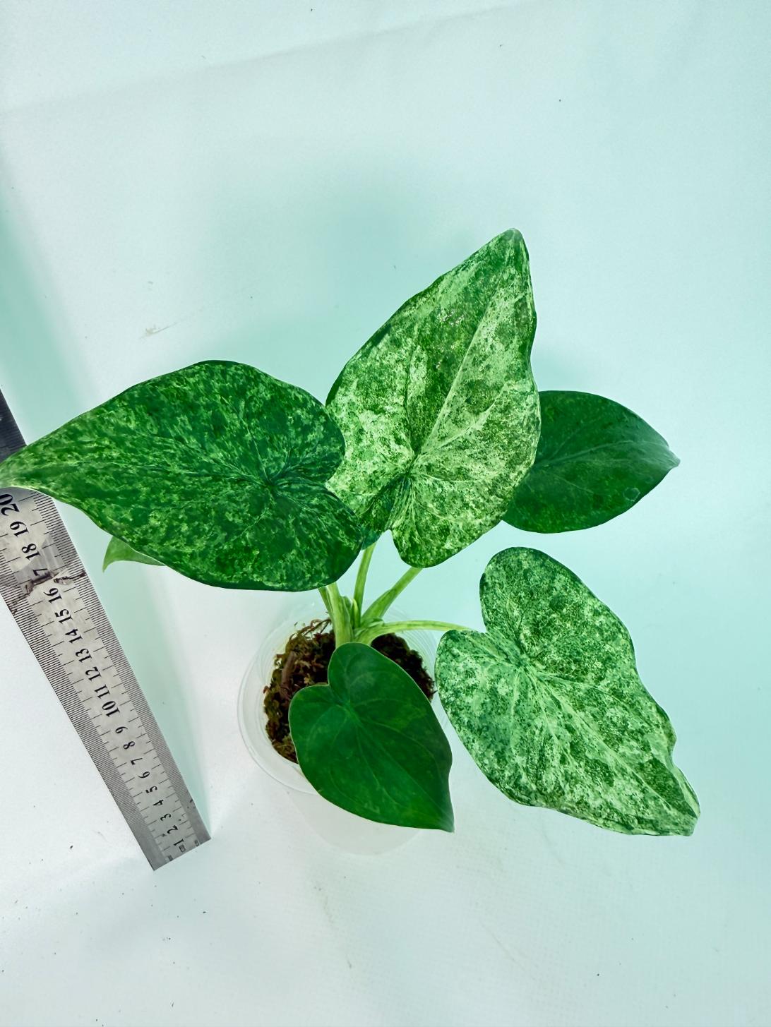 Alocasia Cucullata Mint Variegata 8