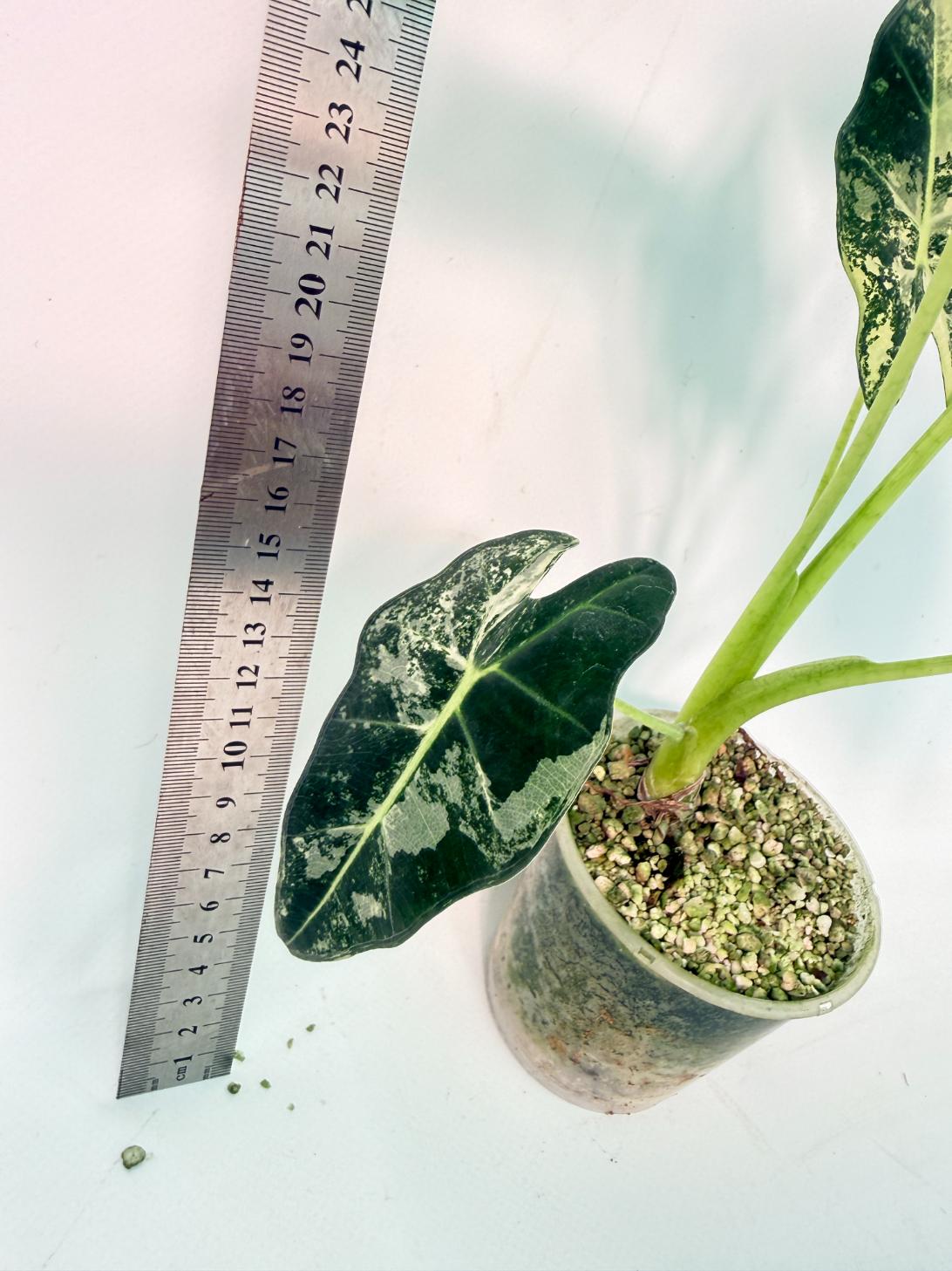 Alocasia Frydek Variegata 9
