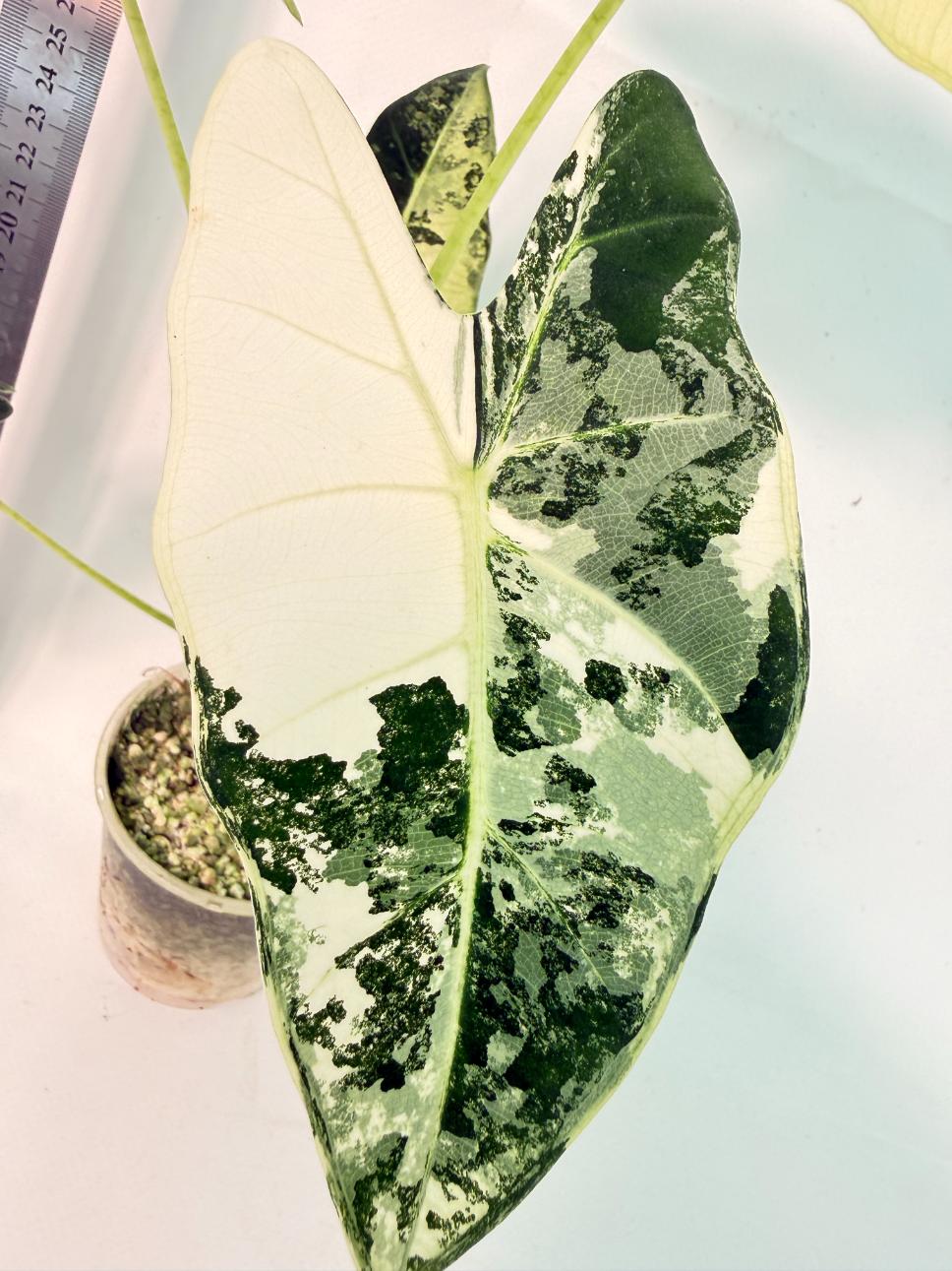 Alocasia Frydek Variegata 2