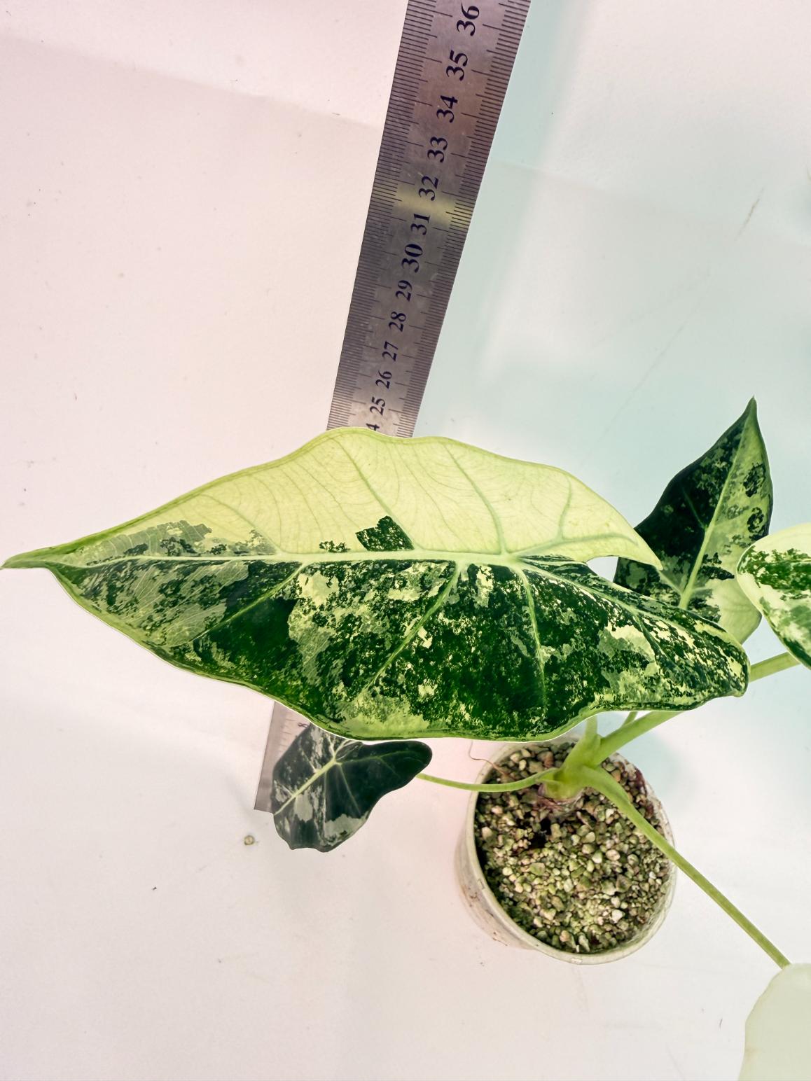 Alocasia Frydek Variegata 8