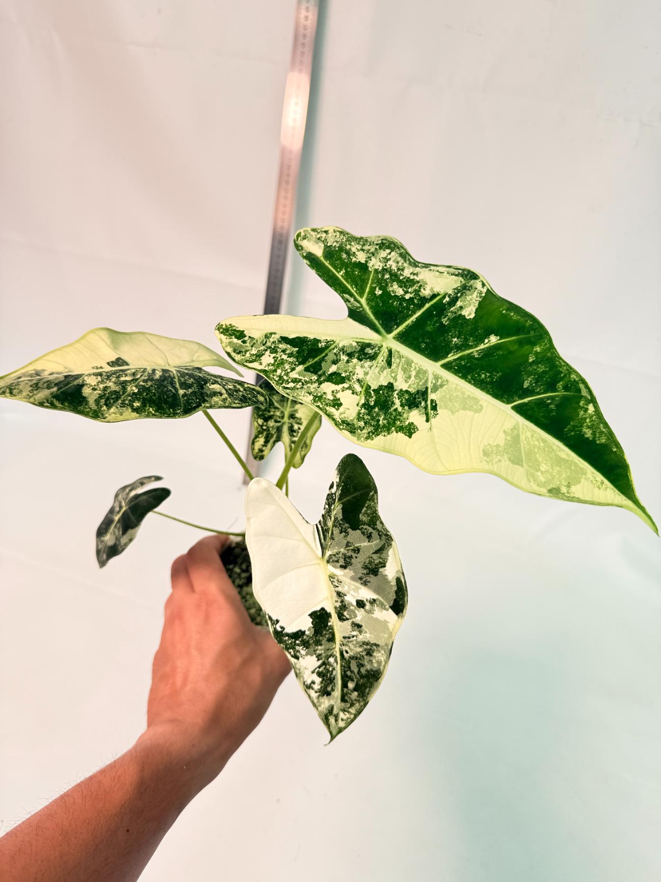 Alocasia Frydek Variegata 4