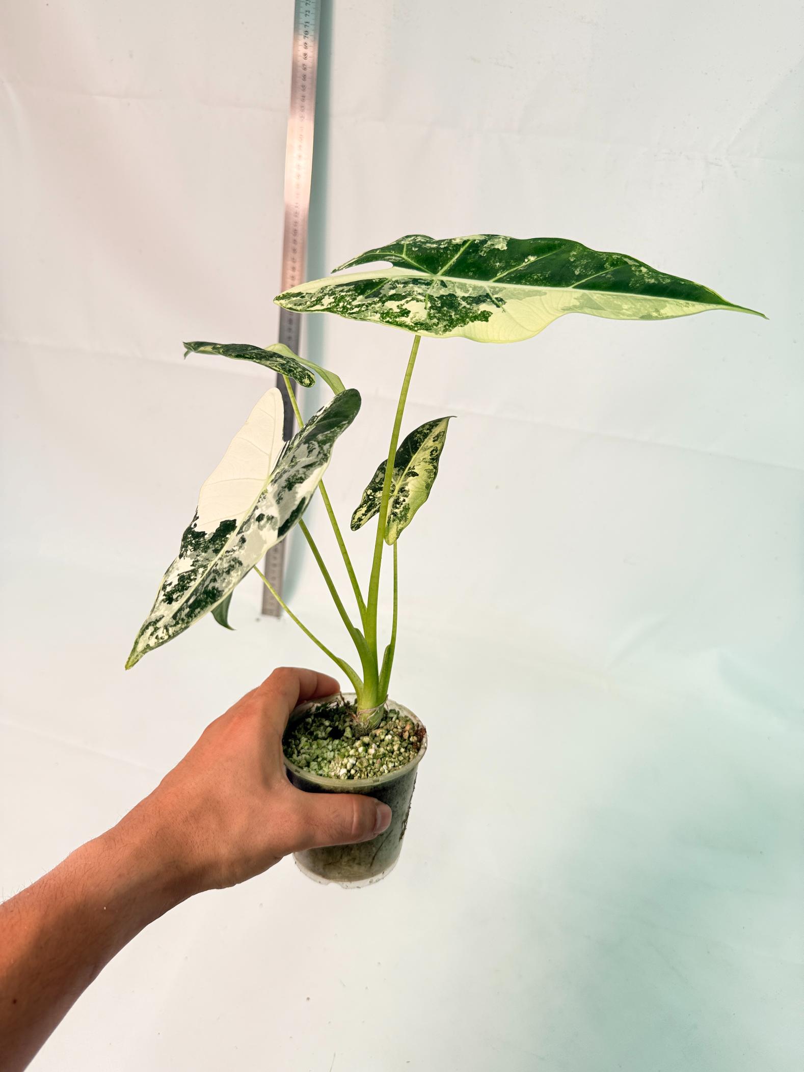 Alocasia Frydek Variegata 10