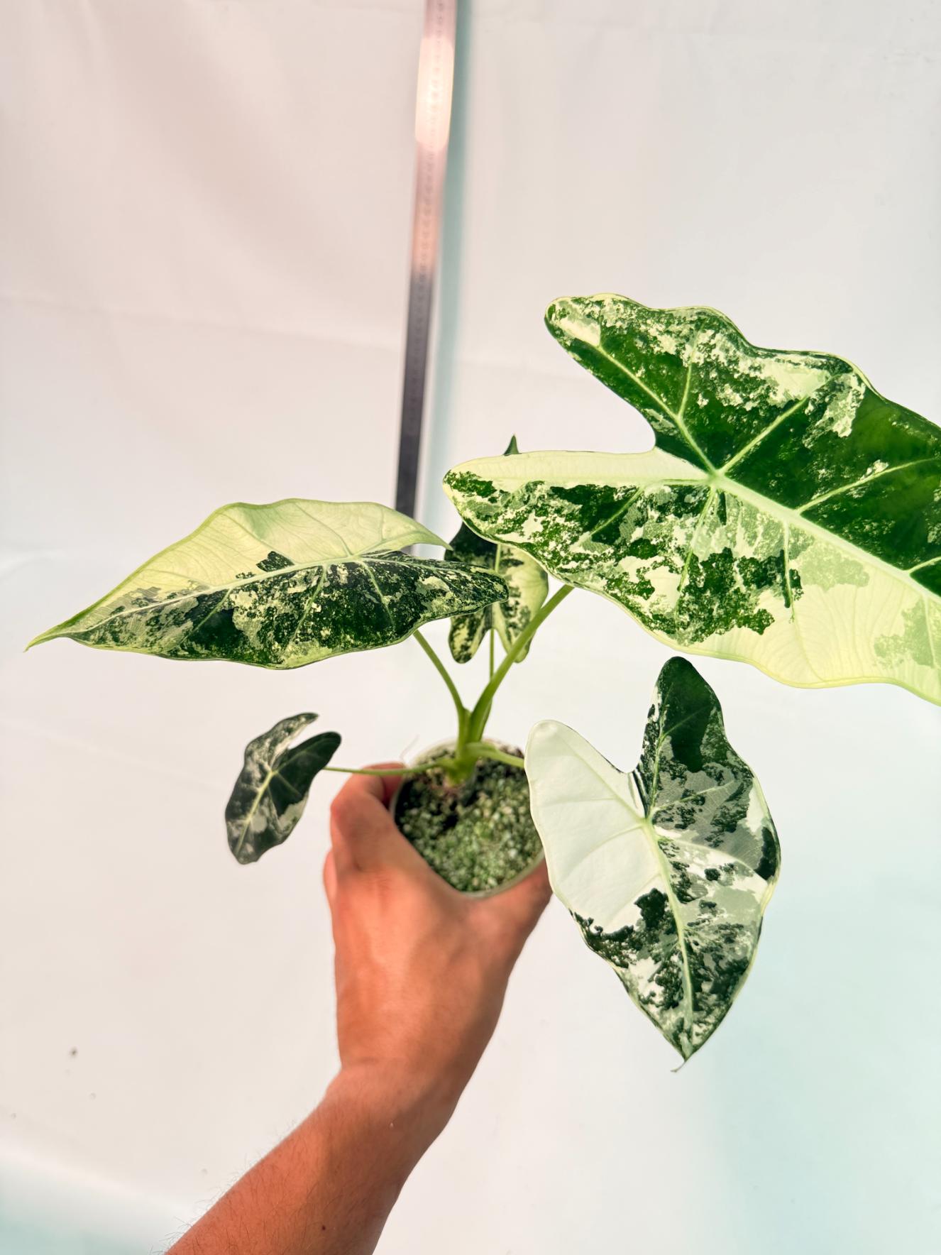 Alocasia Frydek Variegata 6