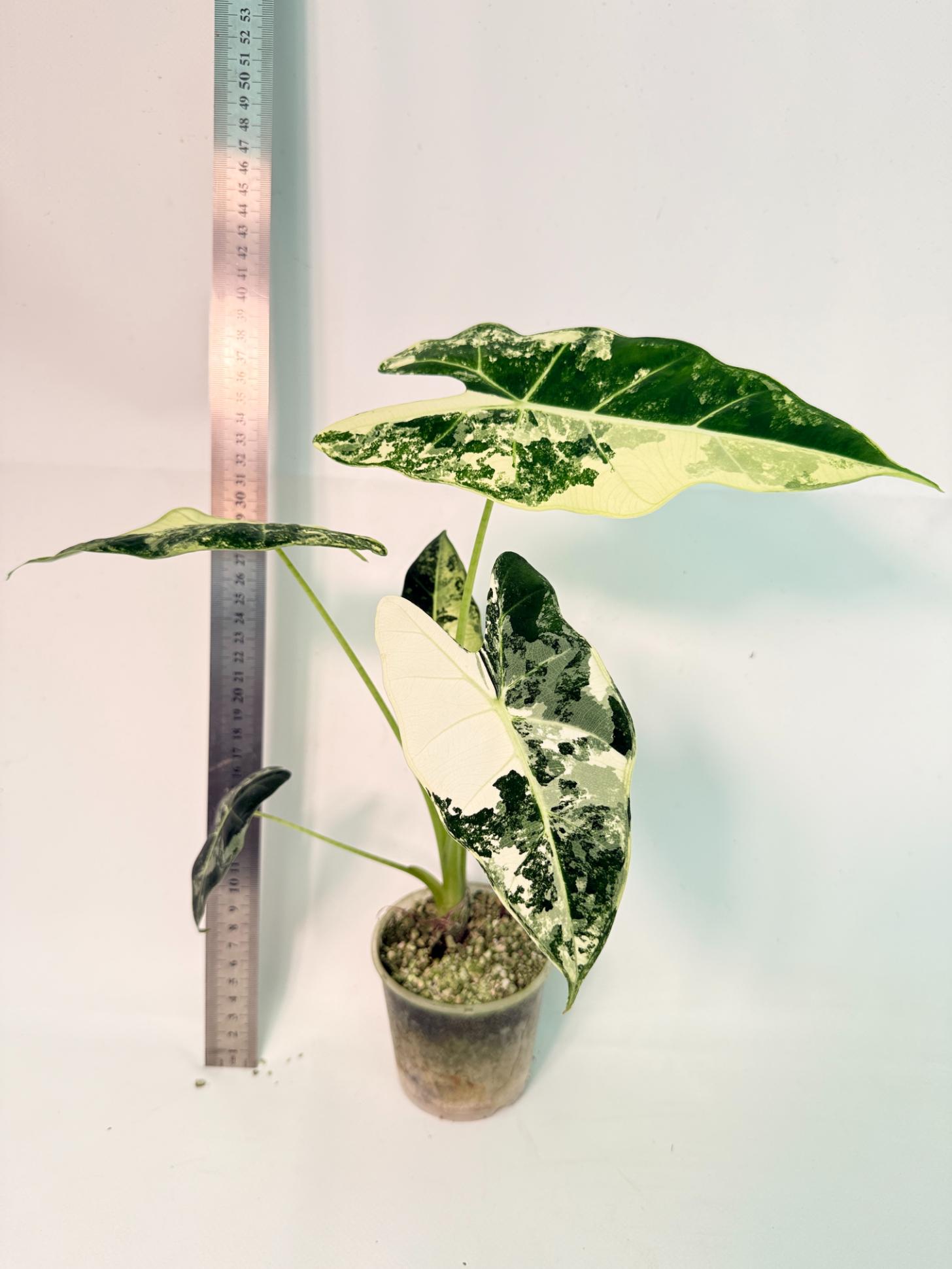 Alocasia Frydek Variegata 7