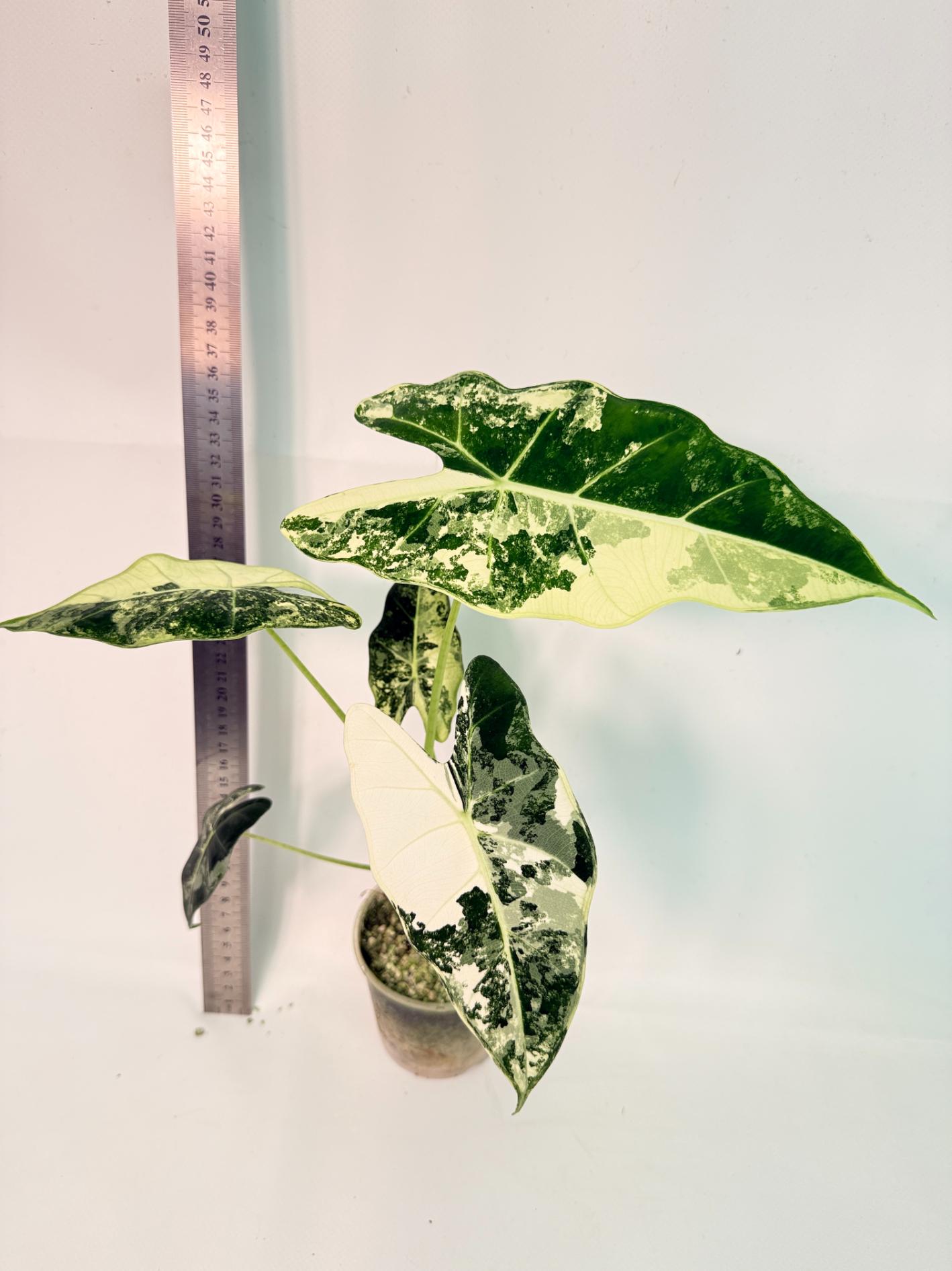 Alocasia Frydek Variegata 1