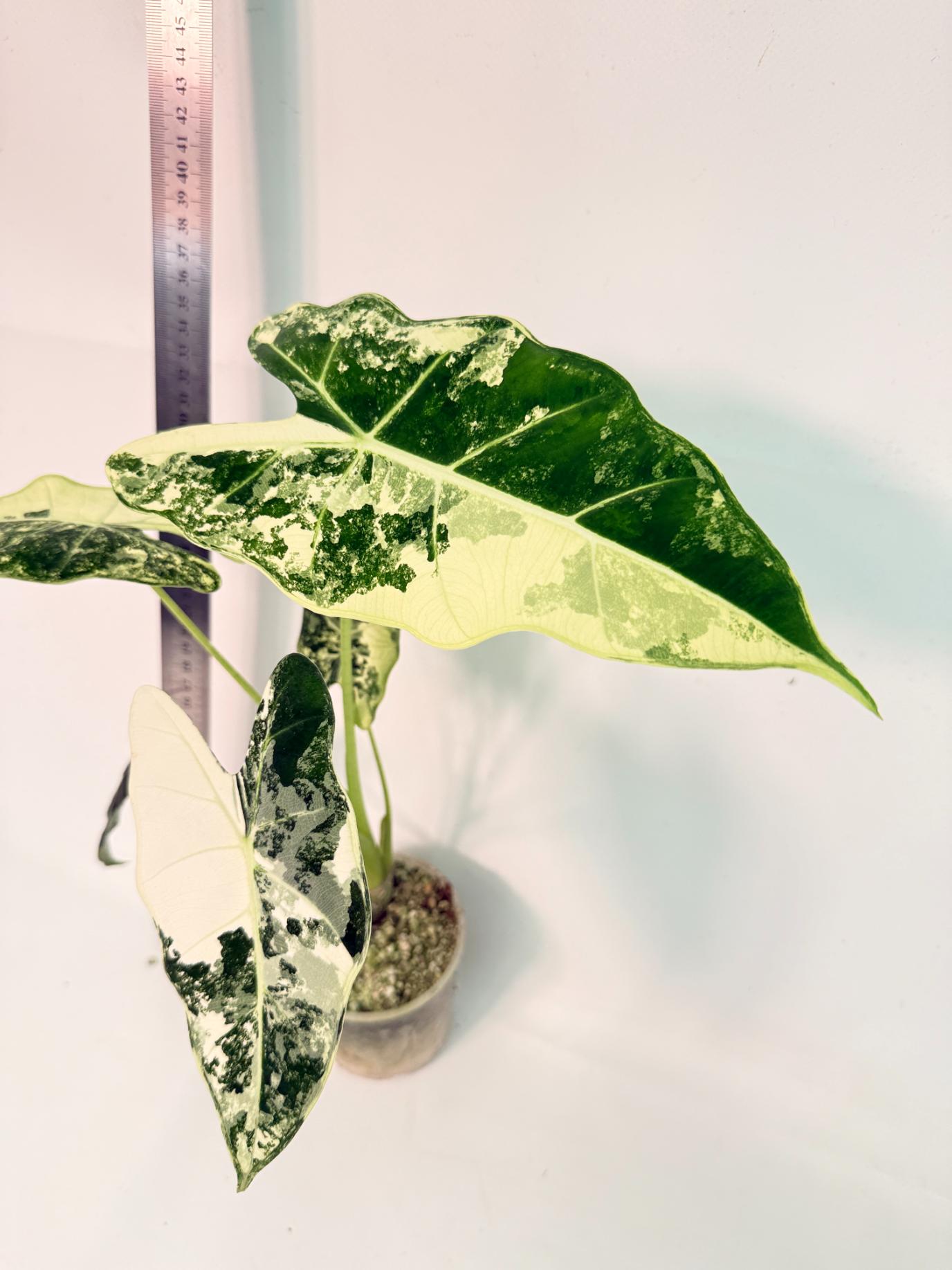 Alocasia Frydek Variegata 5