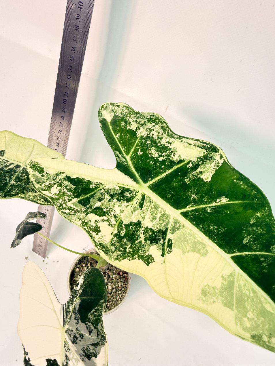 Alocasia Frydek Variegata 3