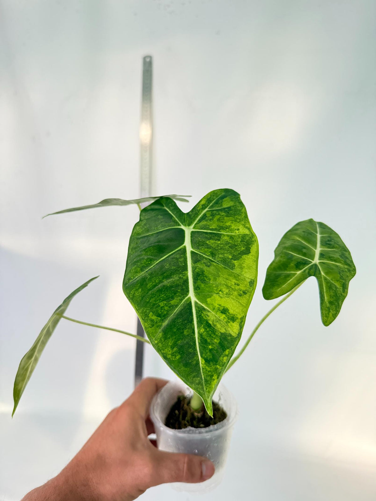 Alocasia Frydek Aurea Variegata 5