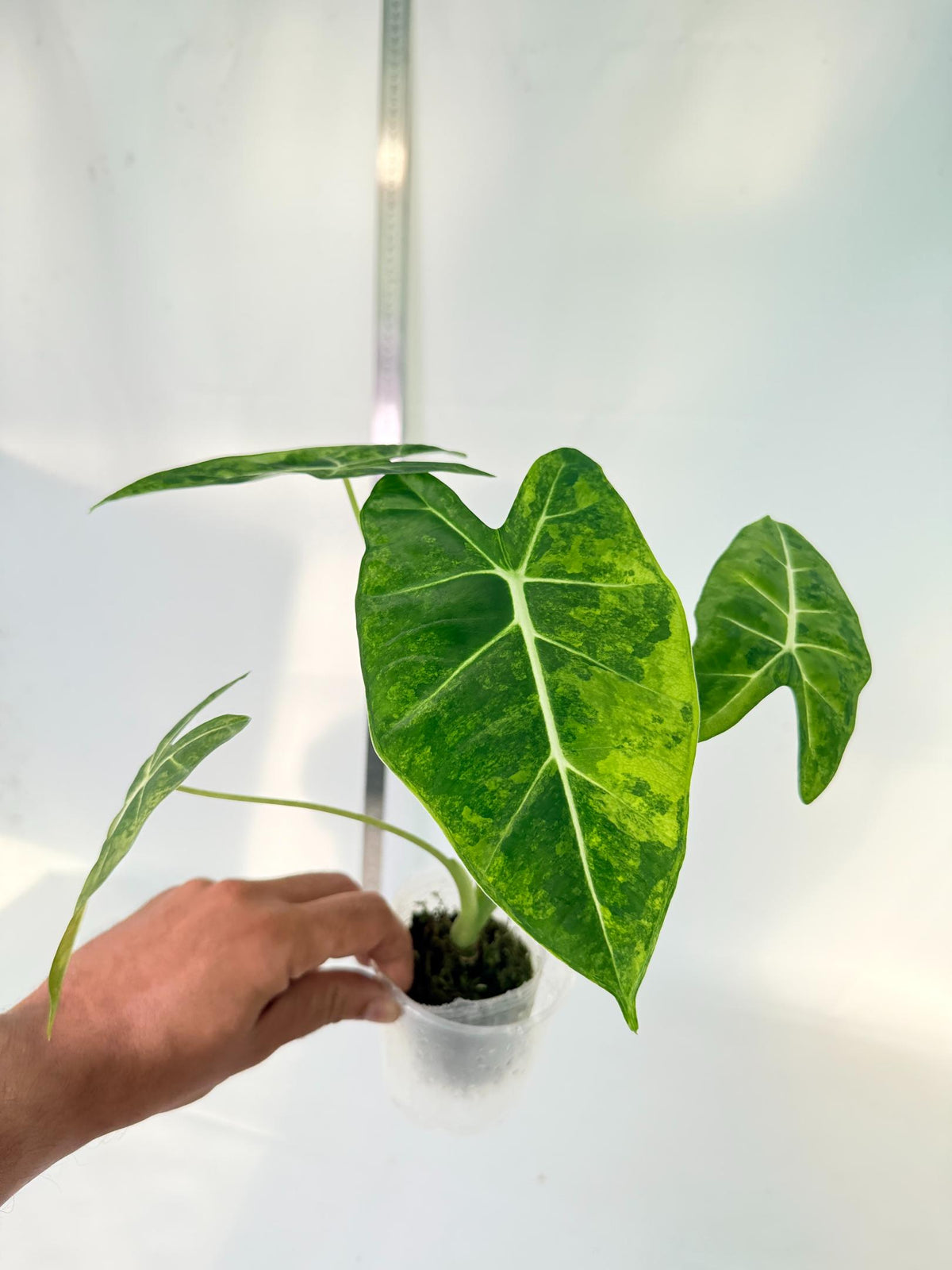 Alocasia Frydek Aurea Variegata 9