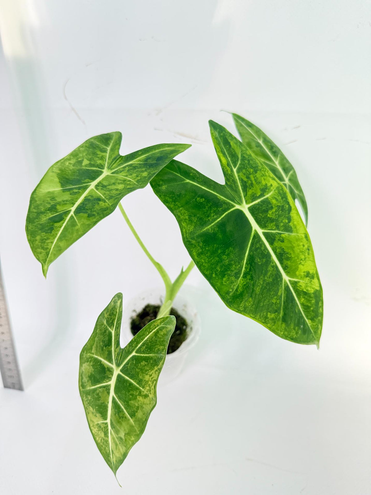 Alocasia Frydek Aurea Variegata 4