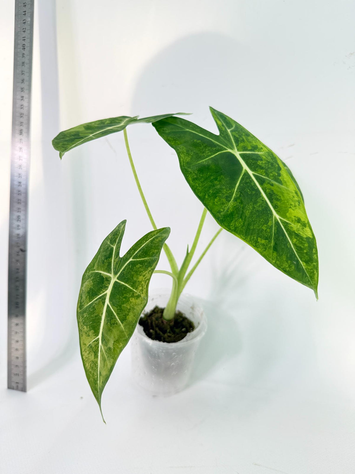 Alocasia Frydek Aurea Variegata 7