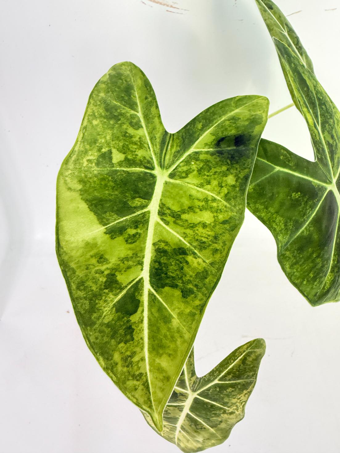 Alocasia Frydek Aurea Variegata 3