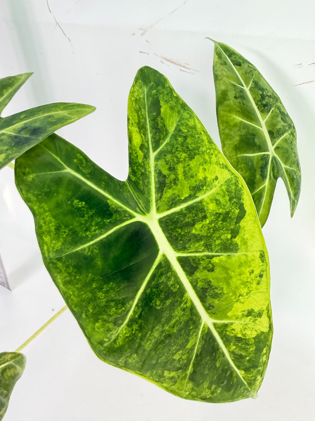Alocasia Frydek Aurea Variegata 1
