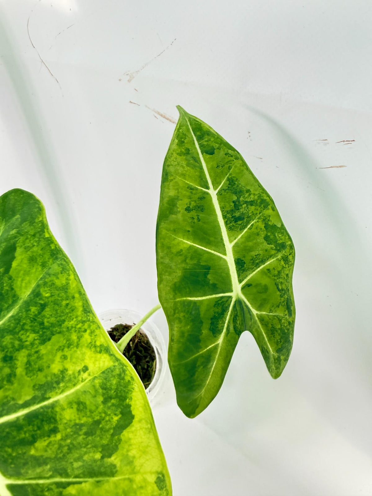 Alocasia Frydek Aurea Variegata 6