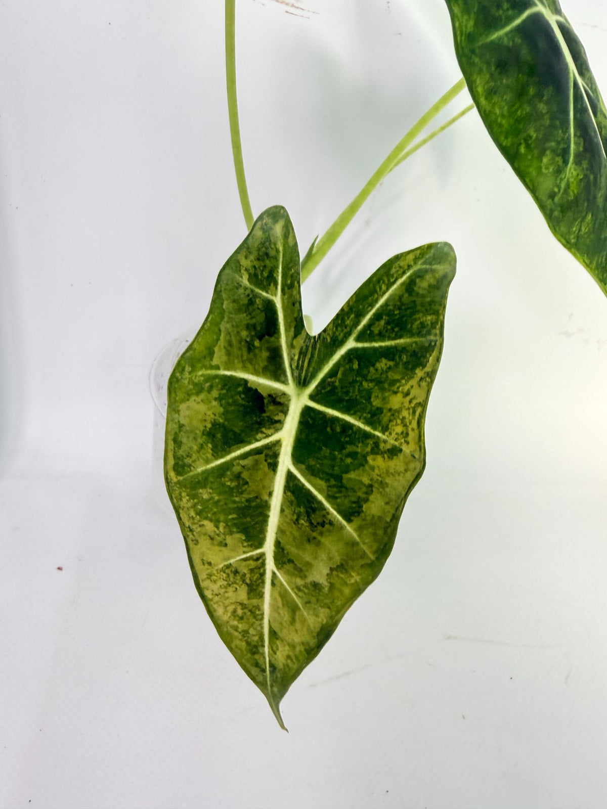 Alocasia Frydek Aurea Variegata 