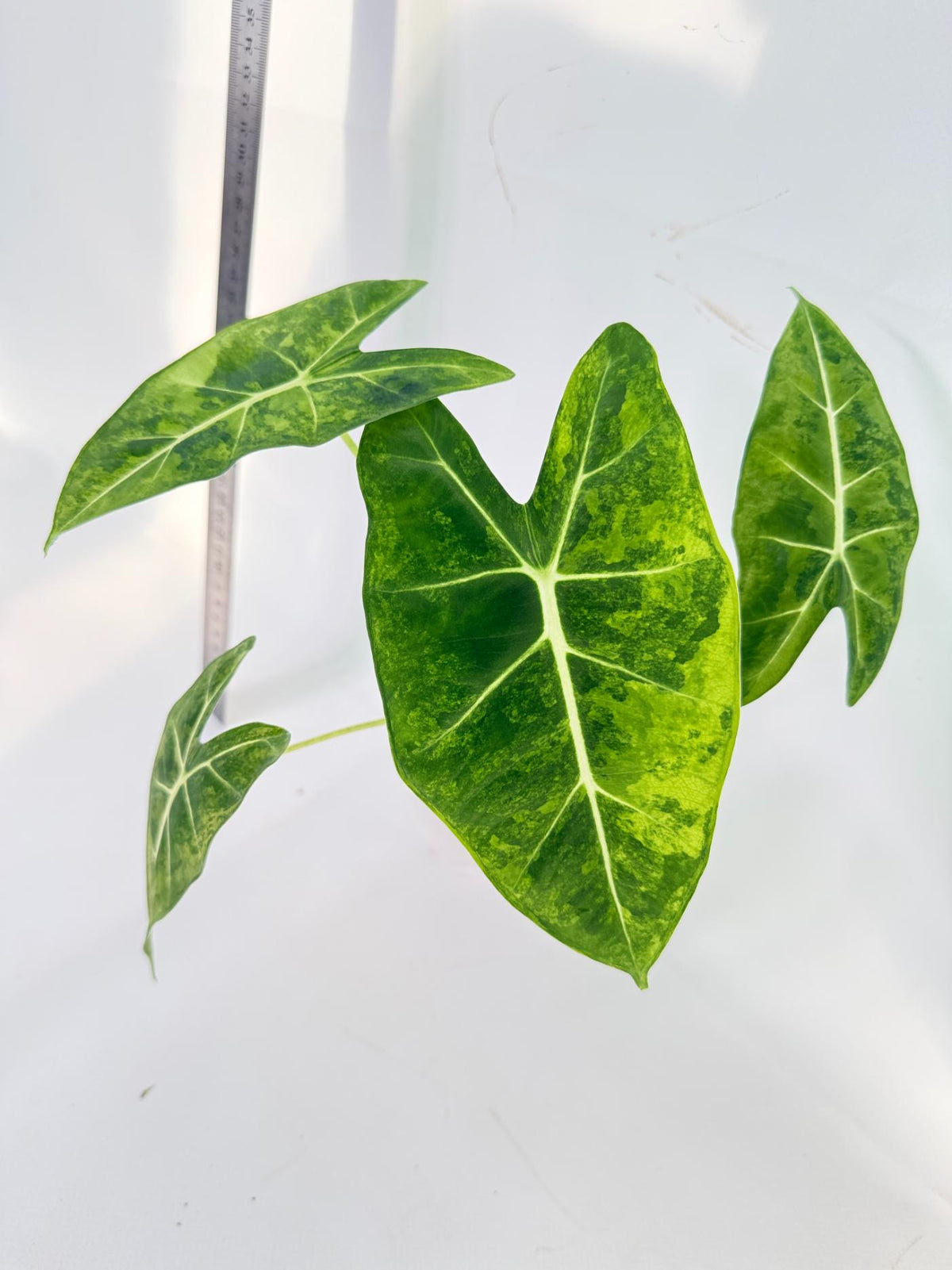 Alocasia Frydek Aurea Variegata 8