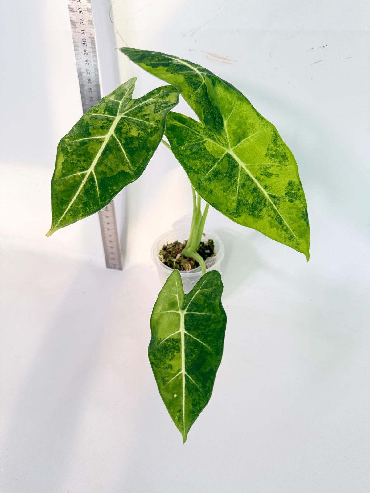 Alocasia Frydek Aurea Variegata 2