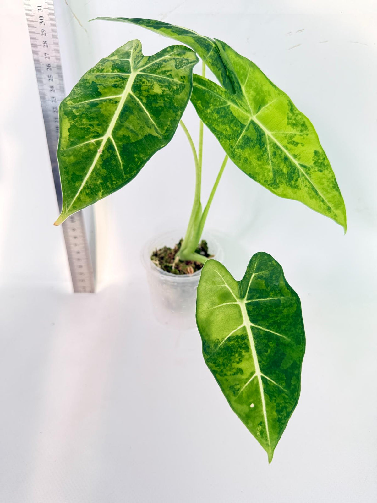 Alocasia Frydek Aurea Variegata 9