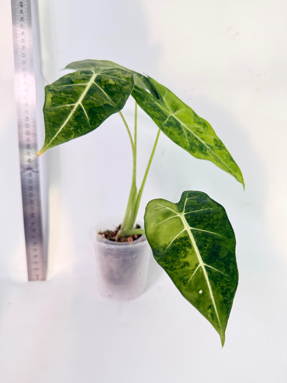Alocasia Frydek Aurea Variegata 10