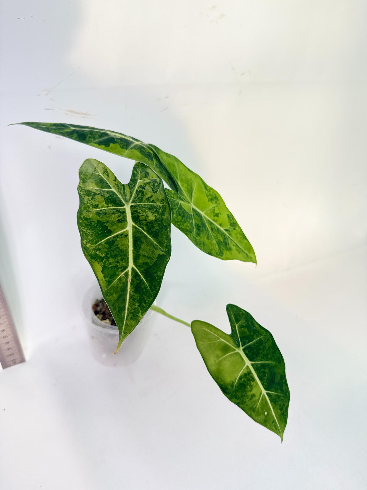 Alocasia Frydek Aurea Variegata 5