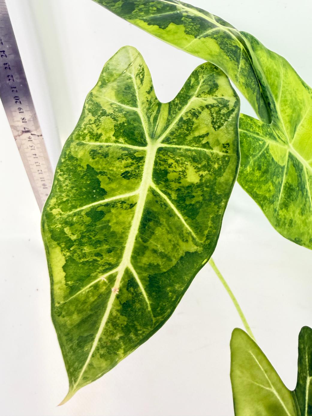 Alocasia Frydek Aurea Variegata 1