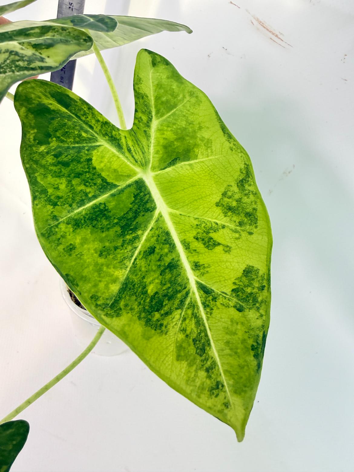 Alocasia Frydek Aurea Variegata 4