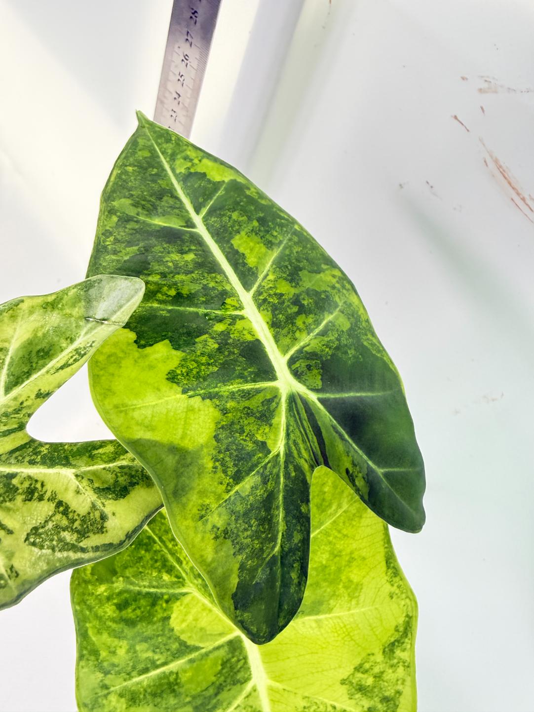 Alocasia Frydek Aurea Variegata 6
