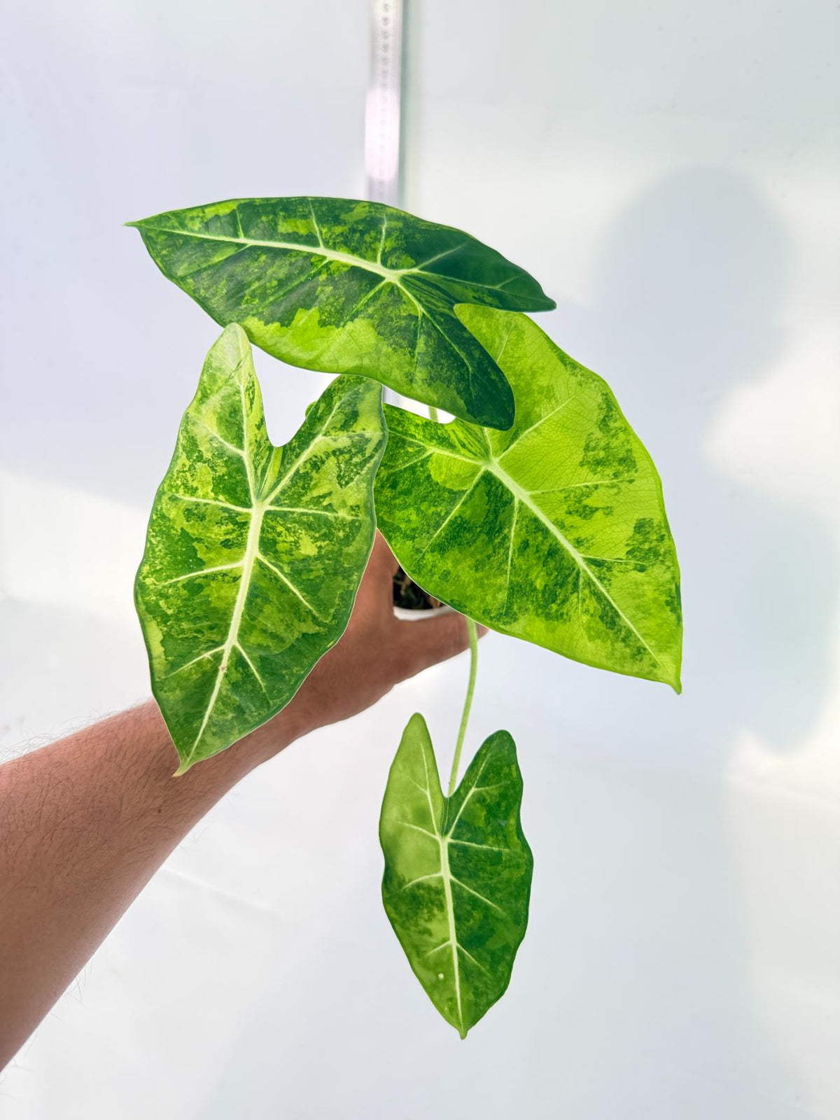 Alocasia Frydek Aurea Variegata 7