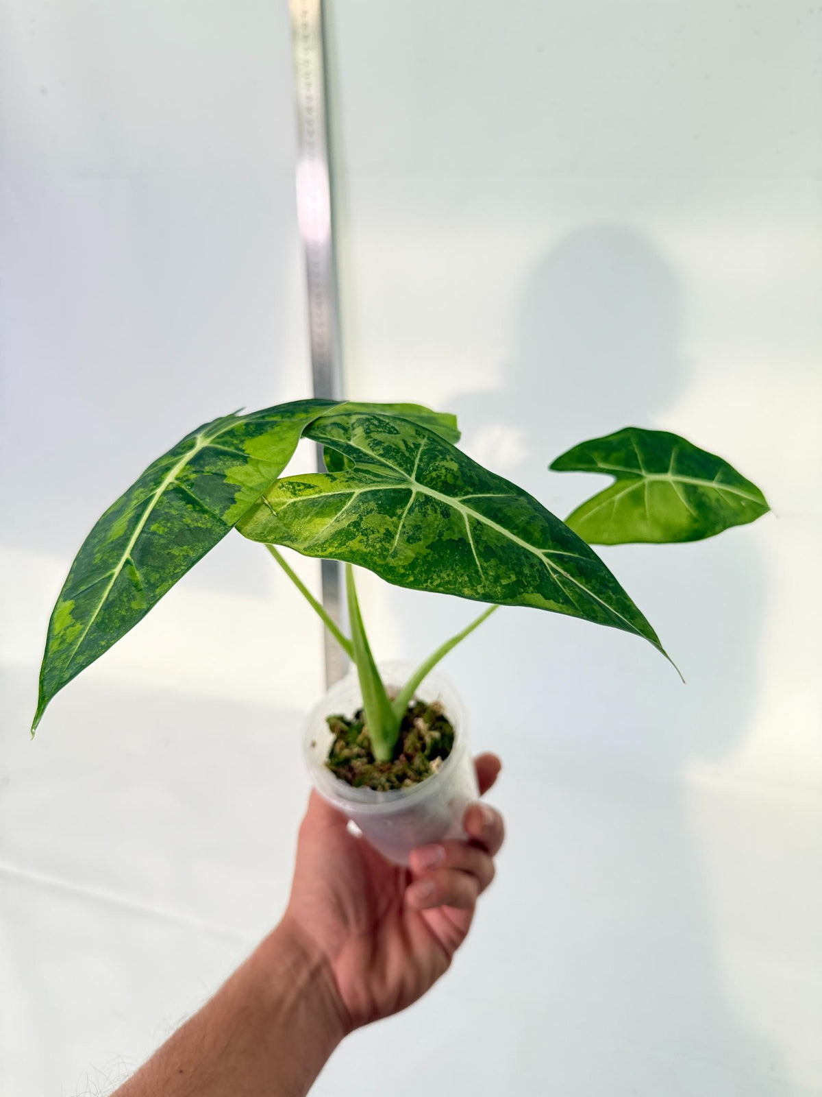 Alocasia Frydek Aurea Variegata 8