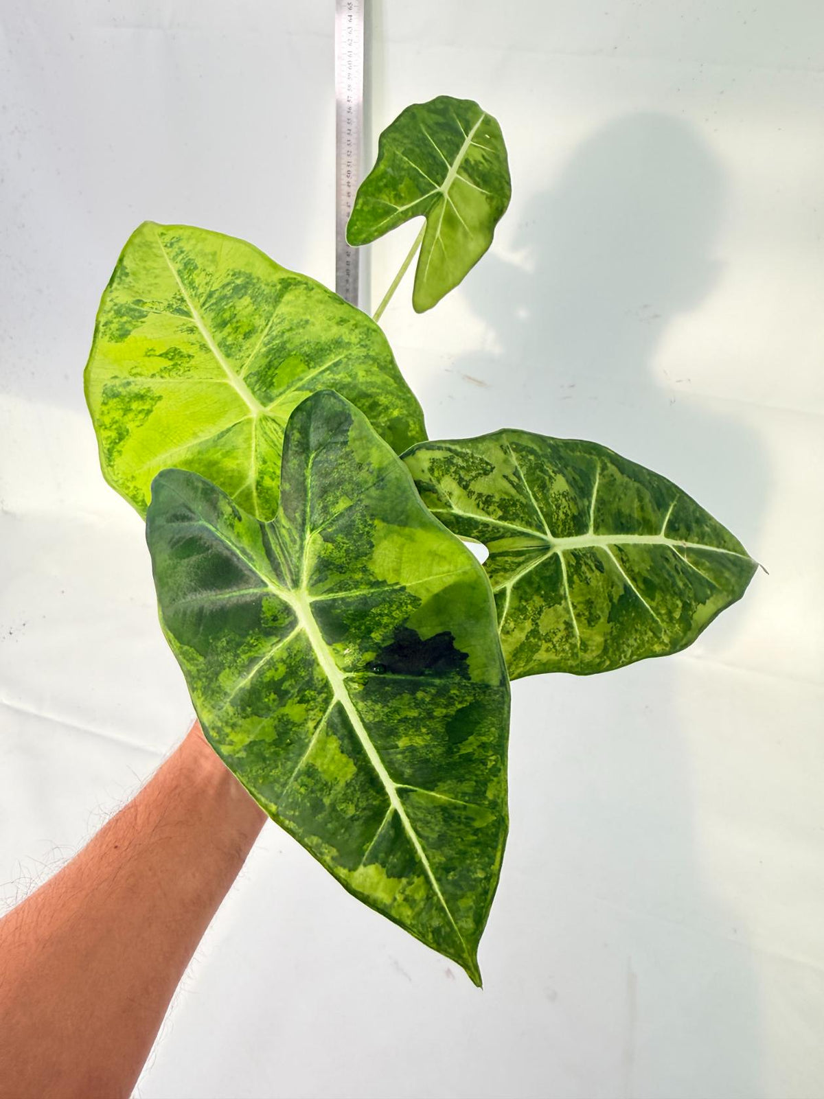 Alocasia Frydek Aurea Variegata 3