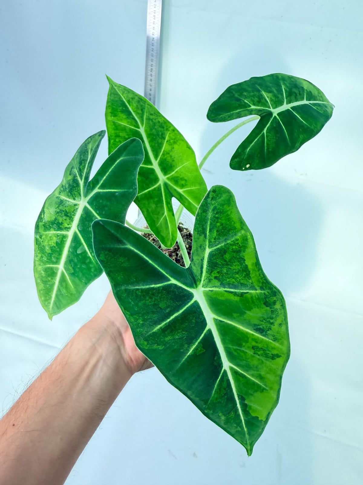 Alocasia Frydek Aurea Variegata 1