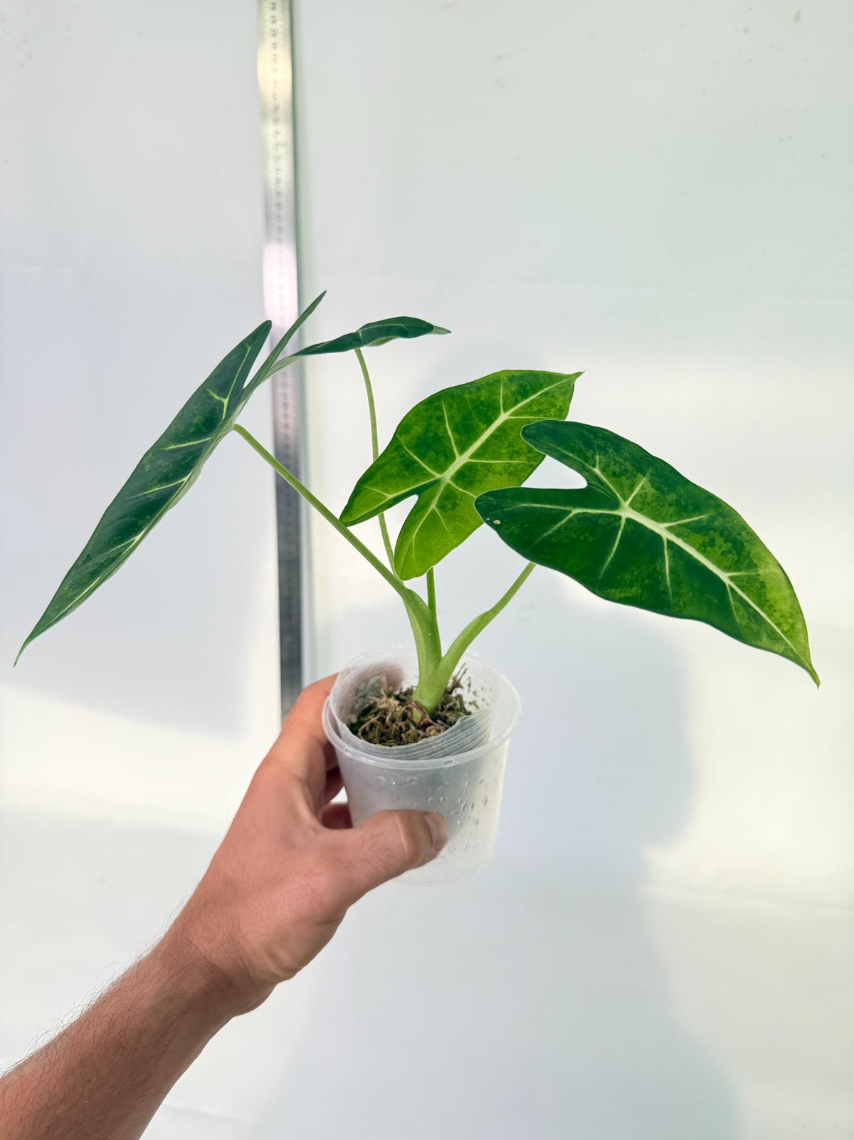 Alocasia Frydek Aurea Variegata 9