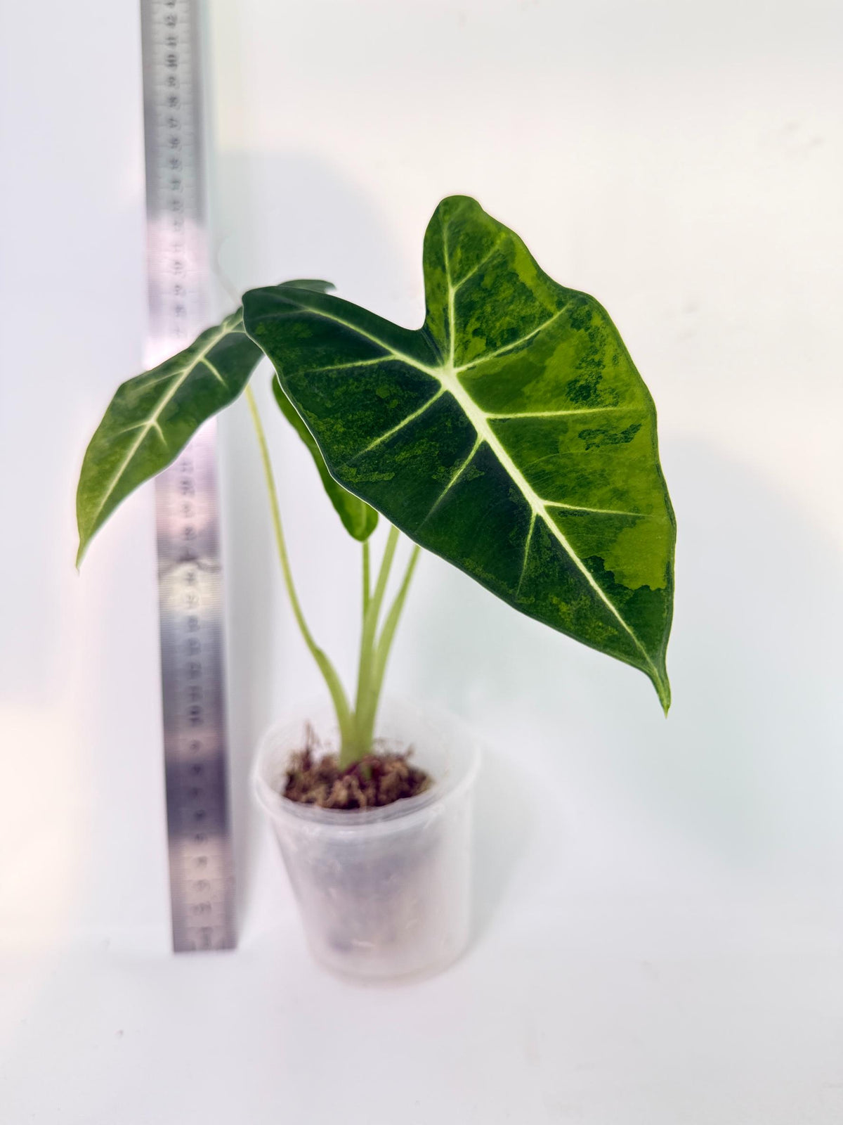 Alocasia Frydek Aurea Variegata 