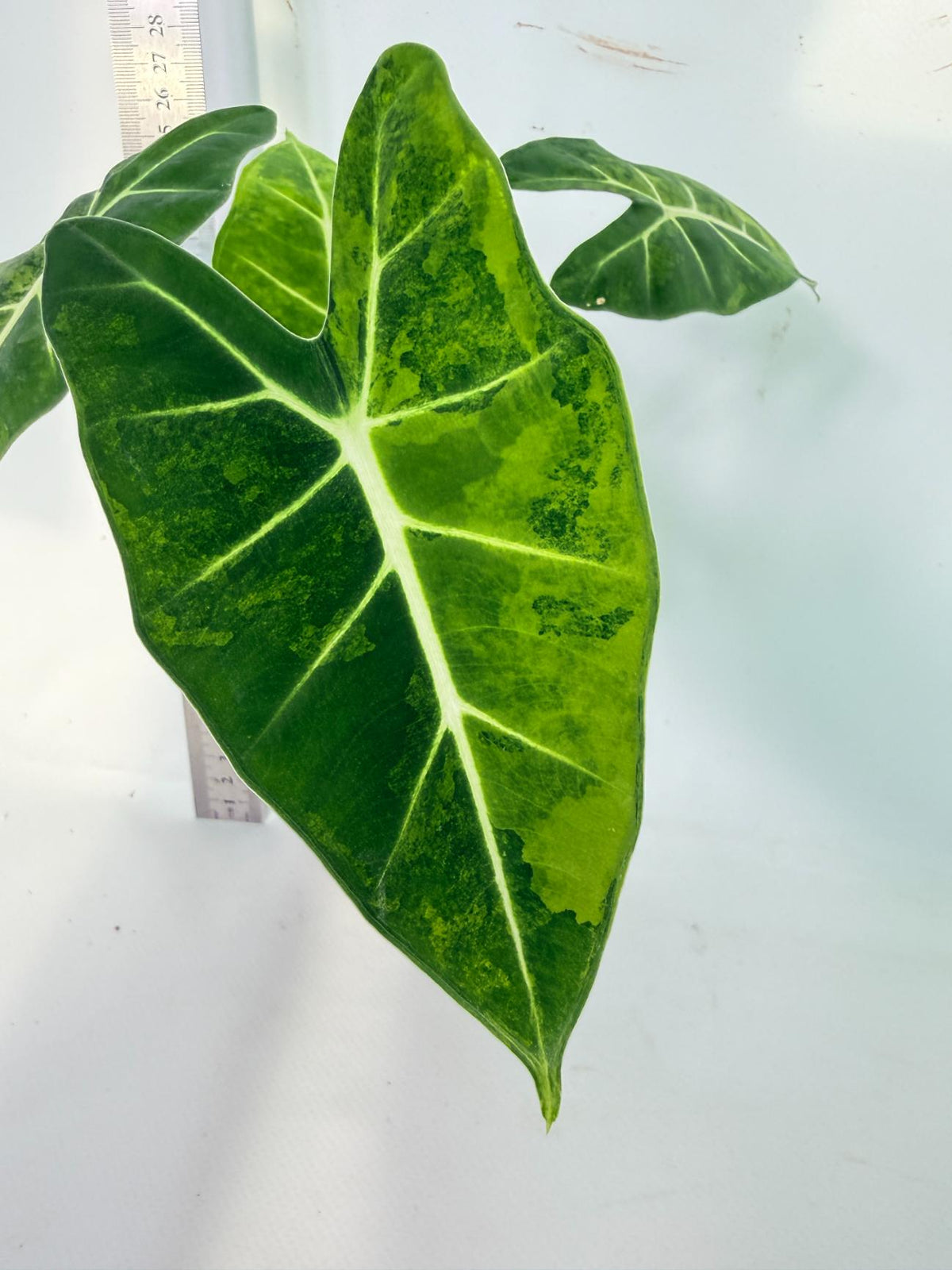 Alocasia Frydek Aurea Variegata 2