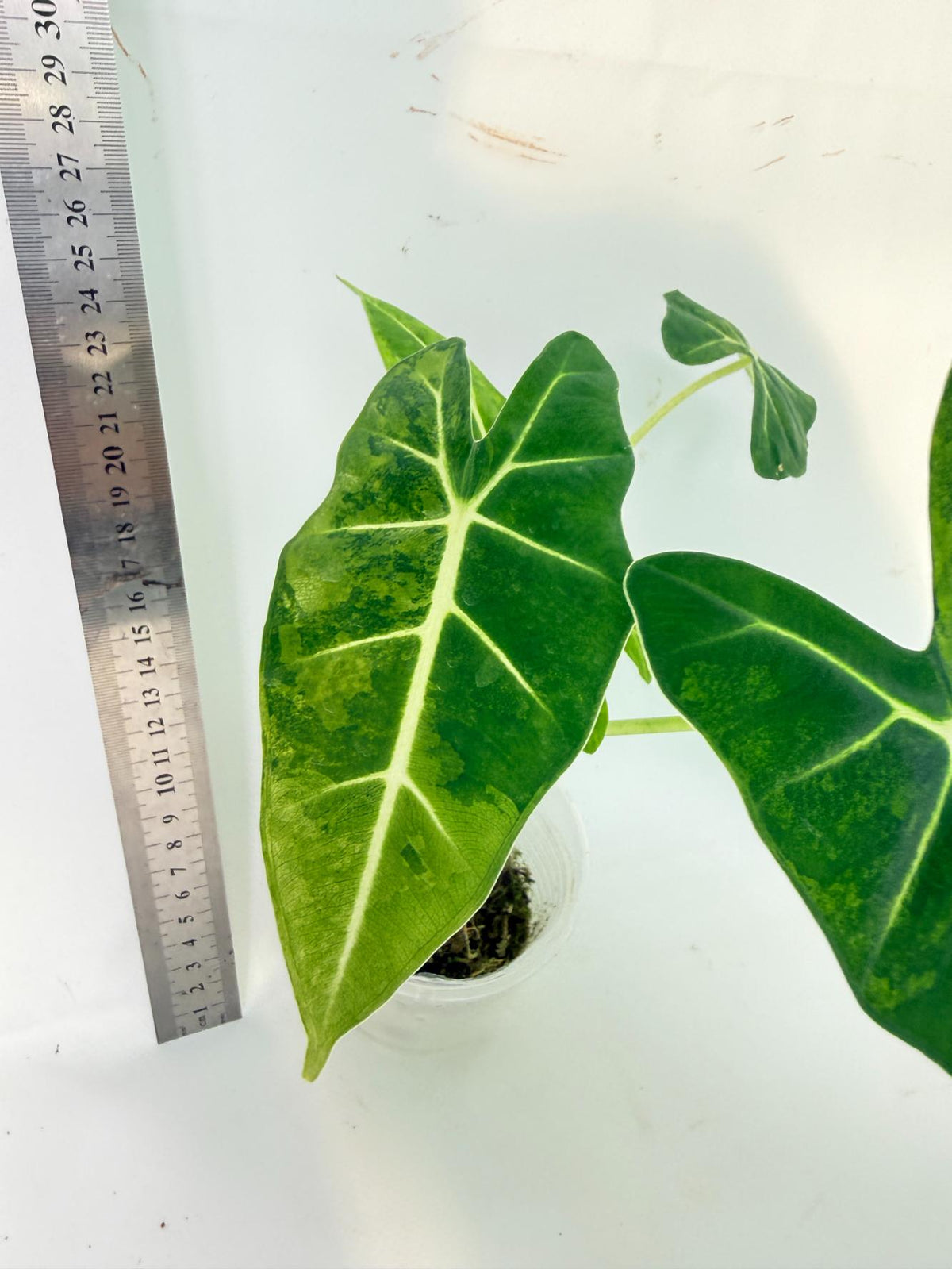 Alocasia Frydek Aurea Variegata 4