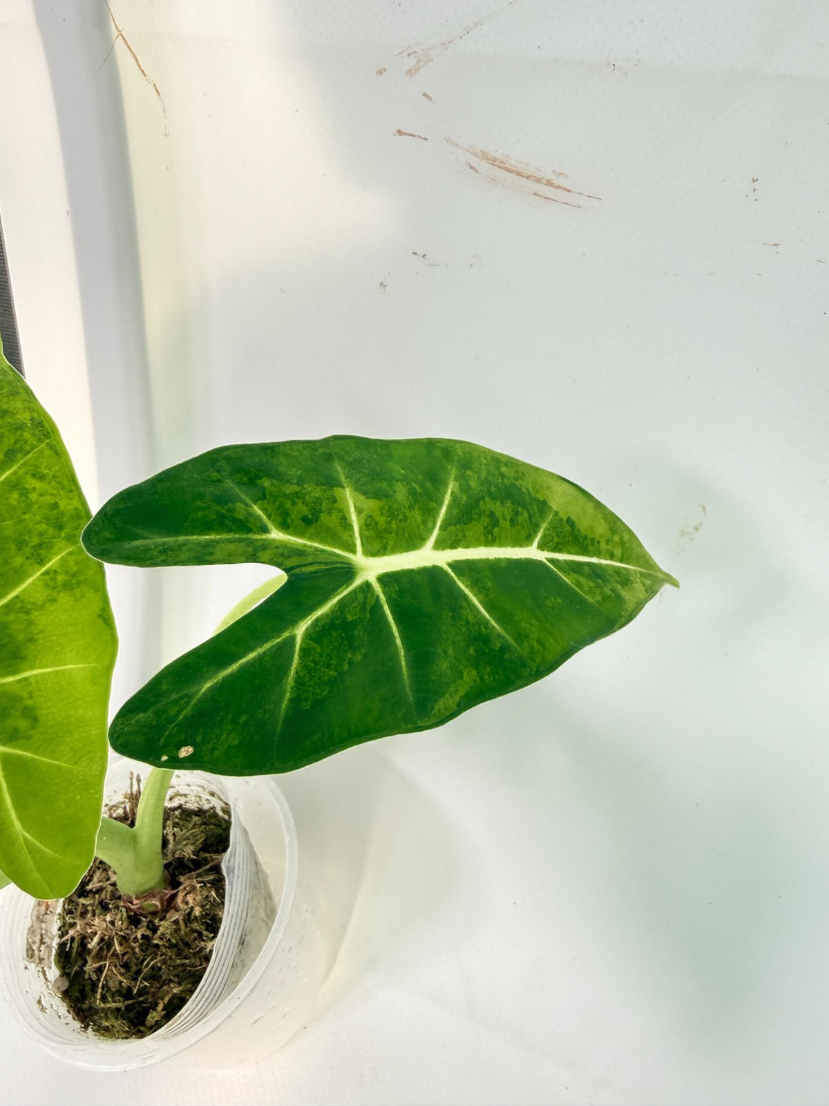 Alocasia Frydek Aurea Variegata 5