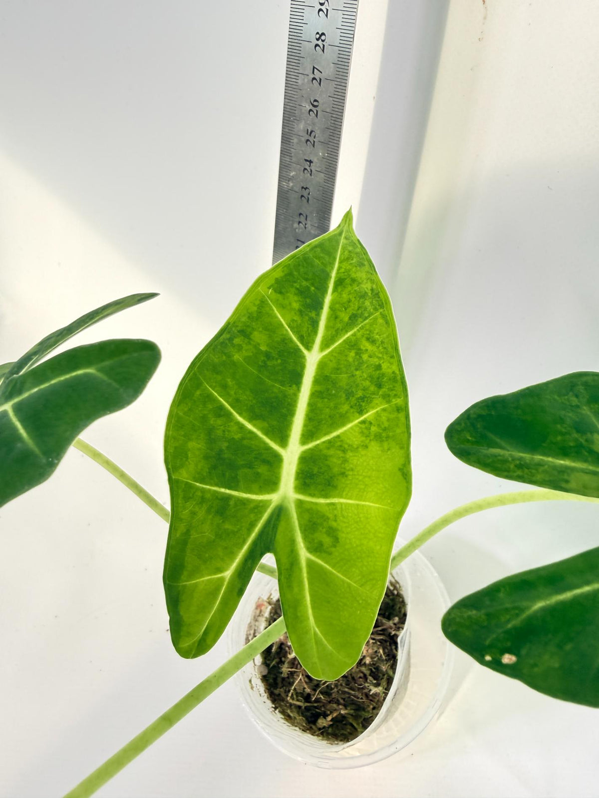 Alocasia Frydek Aurea Variegata 6